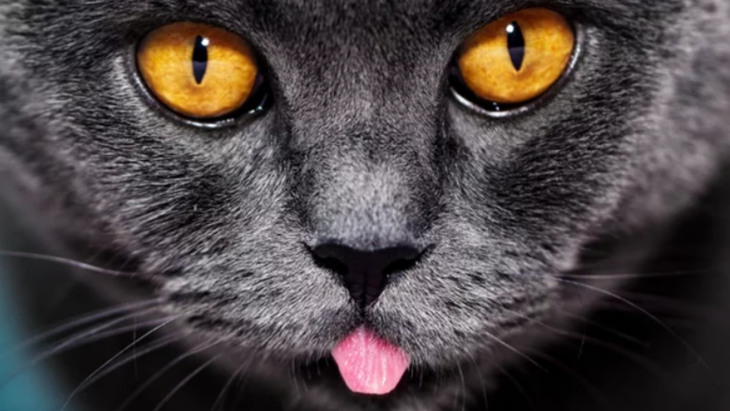 Pessoas com olho de gato: Saiba tudo sobre essa curiosa condição!