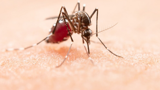 Meu filho está com dengue? Como identificar os sintomas e agir rapidamente